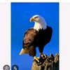 user8116200507293yasir