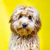 cockapoo_stanley