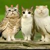 meowl686