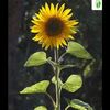 girasolbonita