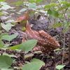 9snailz