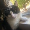 senormeowserss