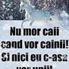 constantinbitere3