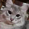 m.a.m.a.meong
