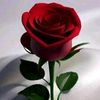 mithogujjar4691