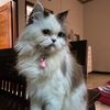 memepersiacat