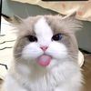 user411875409
