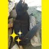 gatinhofofinho82