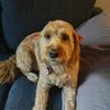 prettypennydoodle