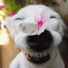 Animaliss