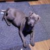 sadietheroaddog