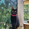 alexlion.lucythepanther