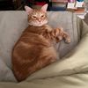 gretabingpoppy