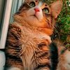 zizo.ilyes