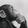 macaco_pensador_