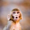 monkey_gabberi