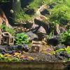 aquascapingdesign