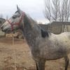 doshan88