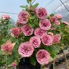 roses55488
