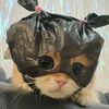 cute_billi_0_0