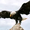 the_travelling_eagle