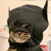 the.batman.cat.is.here