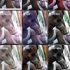 udindalia.k2.9288