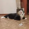 katze_0010