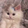 catwearingahat