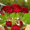 saer_111