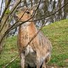 bulbabelle