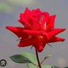 sanjida.islam3089