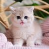 Cutecat