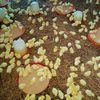 poultryhousse2