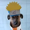 danik_popka