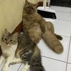 milothecat081