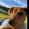 i_love_my_pets66