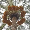 ishraqmouafad