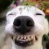 platano_matematico_fiufi