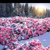 omararghandiwal