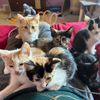 fosteringsaveslives