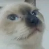 ashcat743