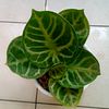 andrianto3013