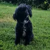 lotti8208