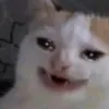 miauw229
