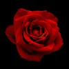 c.lilwenn