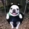 uzelitydance0