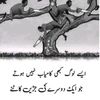 hayat_khan4455