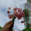 auracantik830