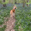 earlthesaluki